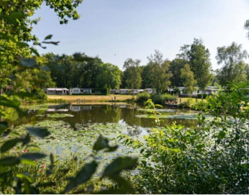 Vijver met waterlelies en groen op de camping
